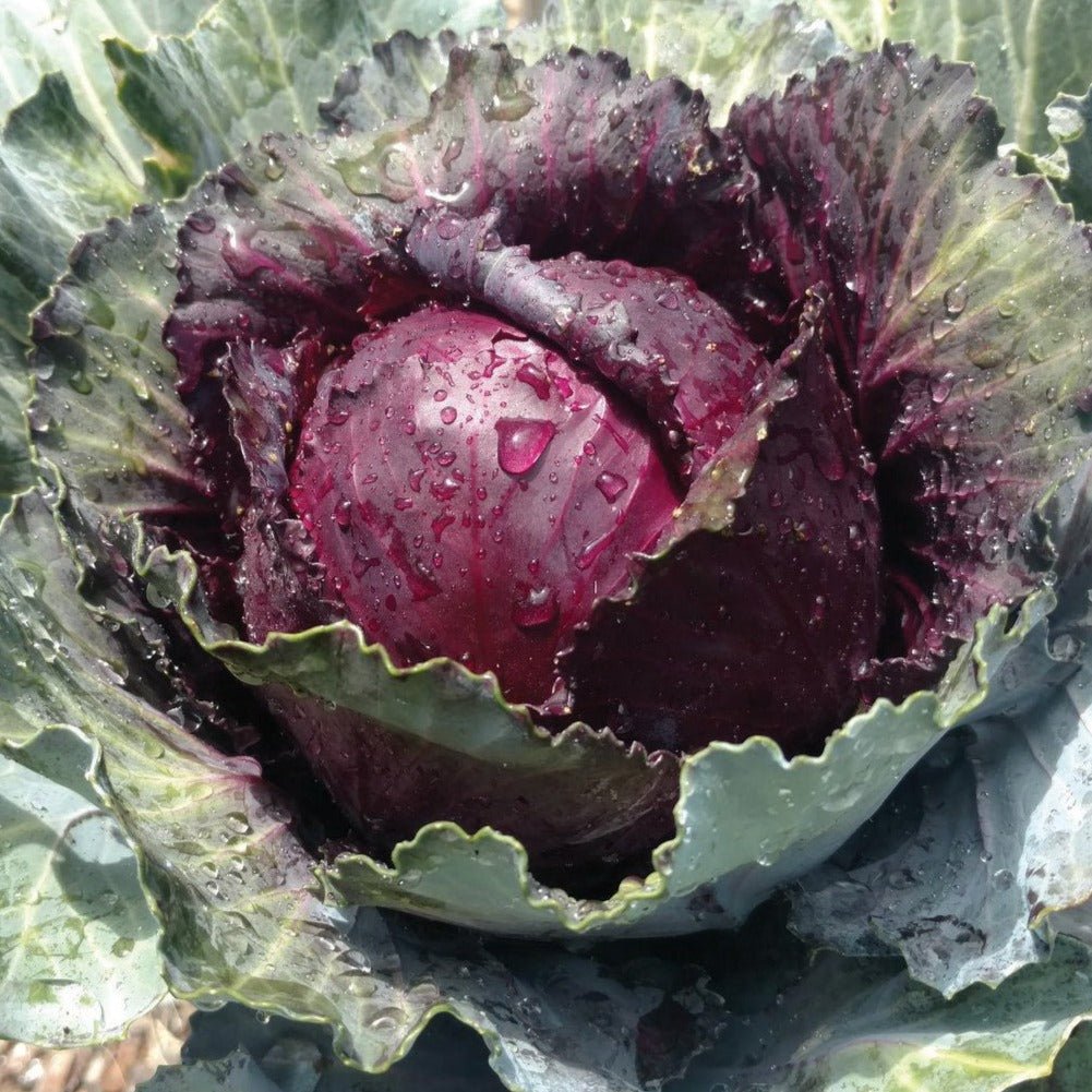 Red Acre Cabbage - Team Grow