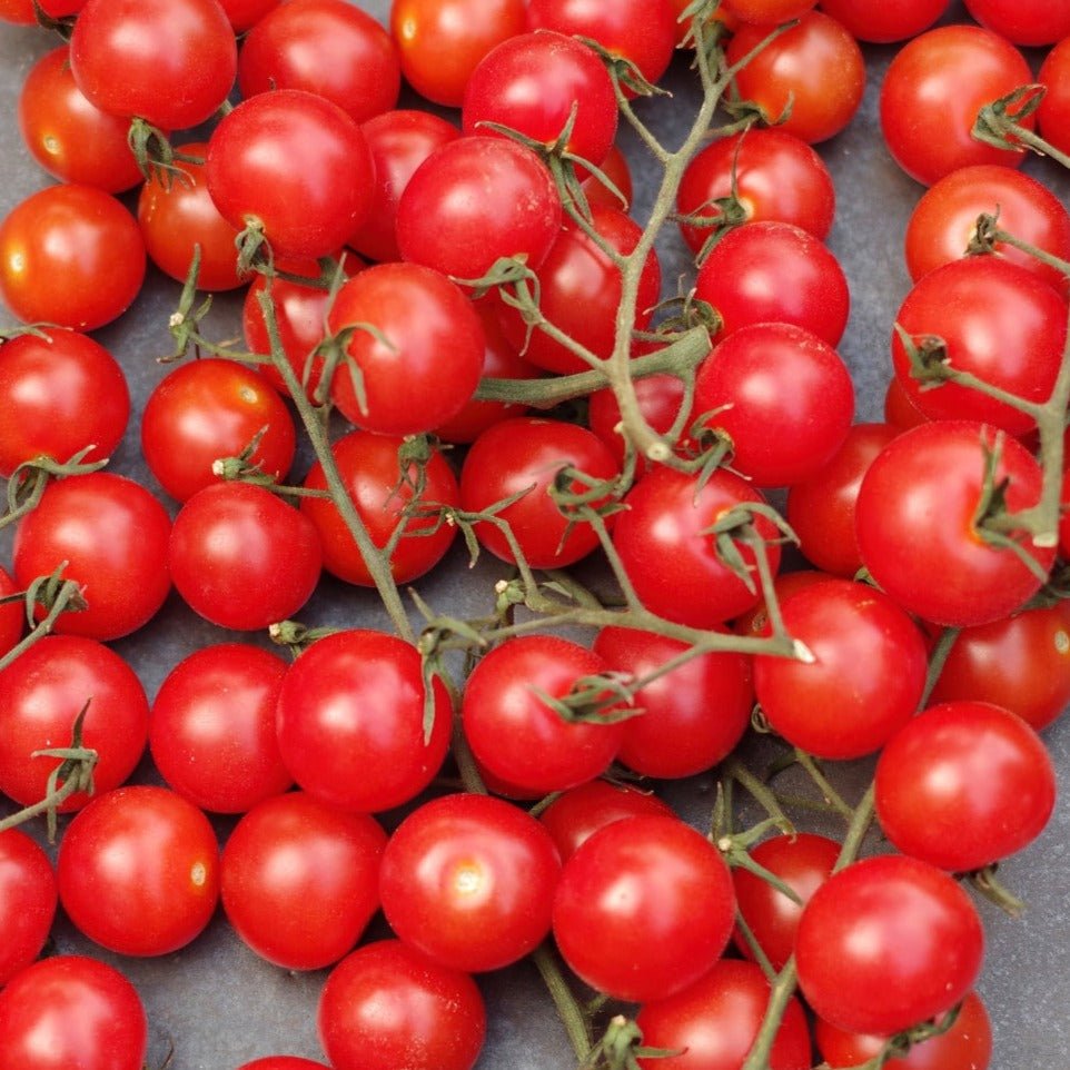 Red Centiflor Tomato - Team Grow