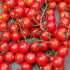 Red Centiflor Tomato - Team Grow
