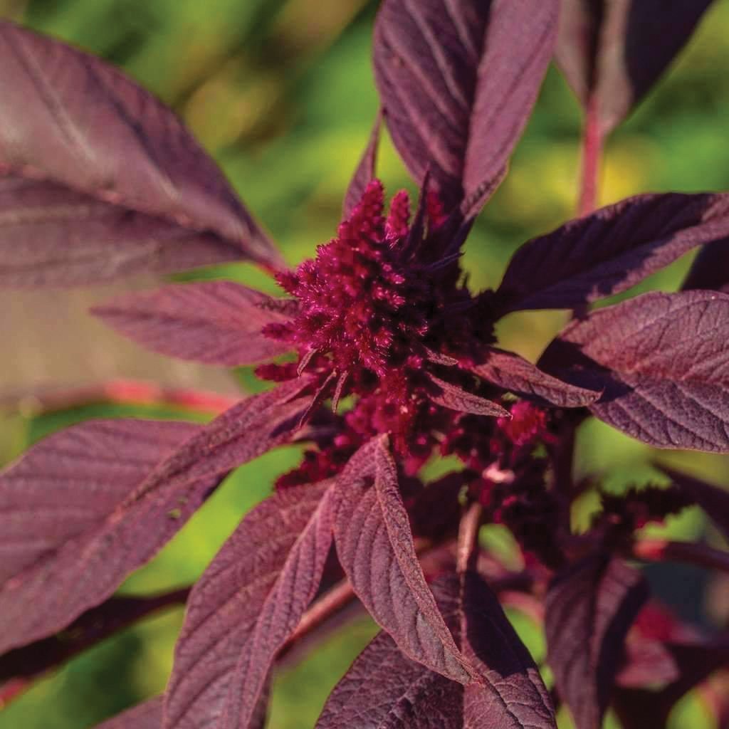 Red Garnett Amaranth - Team Grow