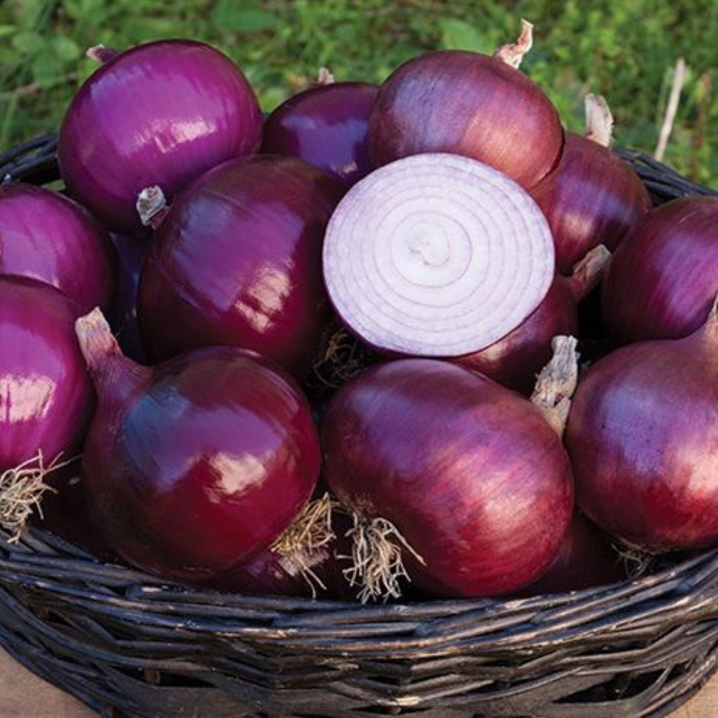 Red Geneva Onion - Team Grow