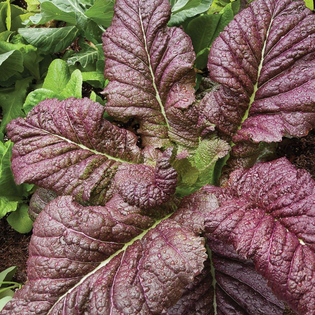 Red Giant Mustard - Team Grow