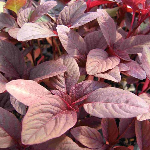 Red Leaf Amaranth - Team Grow