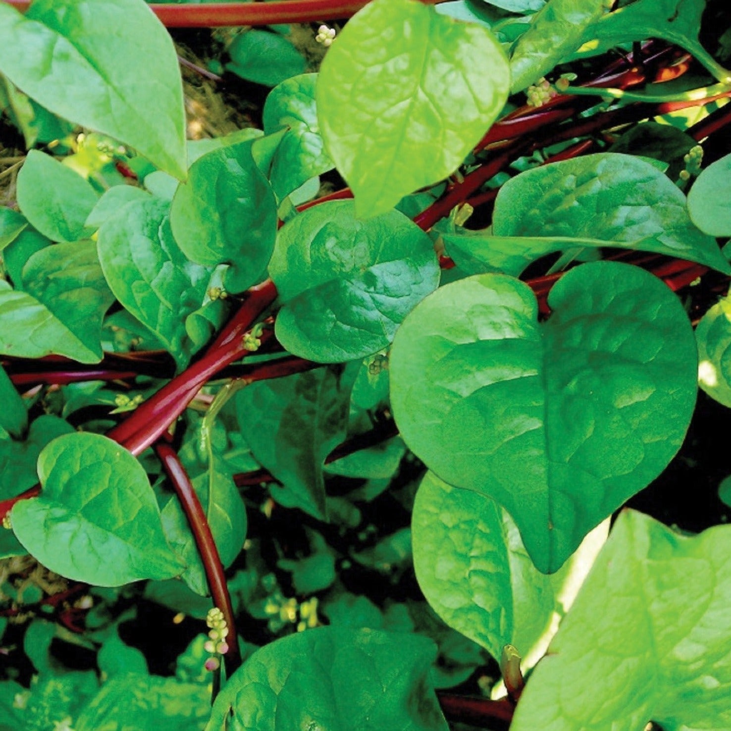 Red Malabar Spinach - Team Grow