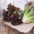 Red Romaine Lettuce - Team Grow