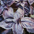 Red Rubin Basil - Team Grow