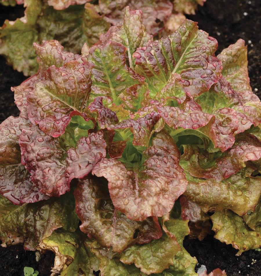 Red Sails Leaf Lettuce - Team Grow