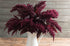 Red Spike Amaranth - Team Grow