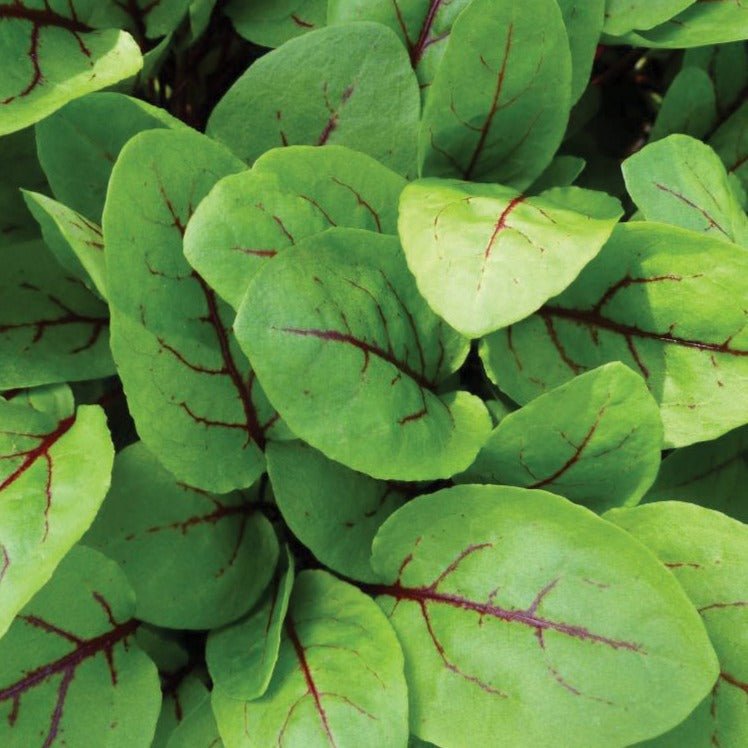 Red Veined Sorrel - Team Grow