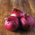 Red Wethersfield Onion - Team Grow