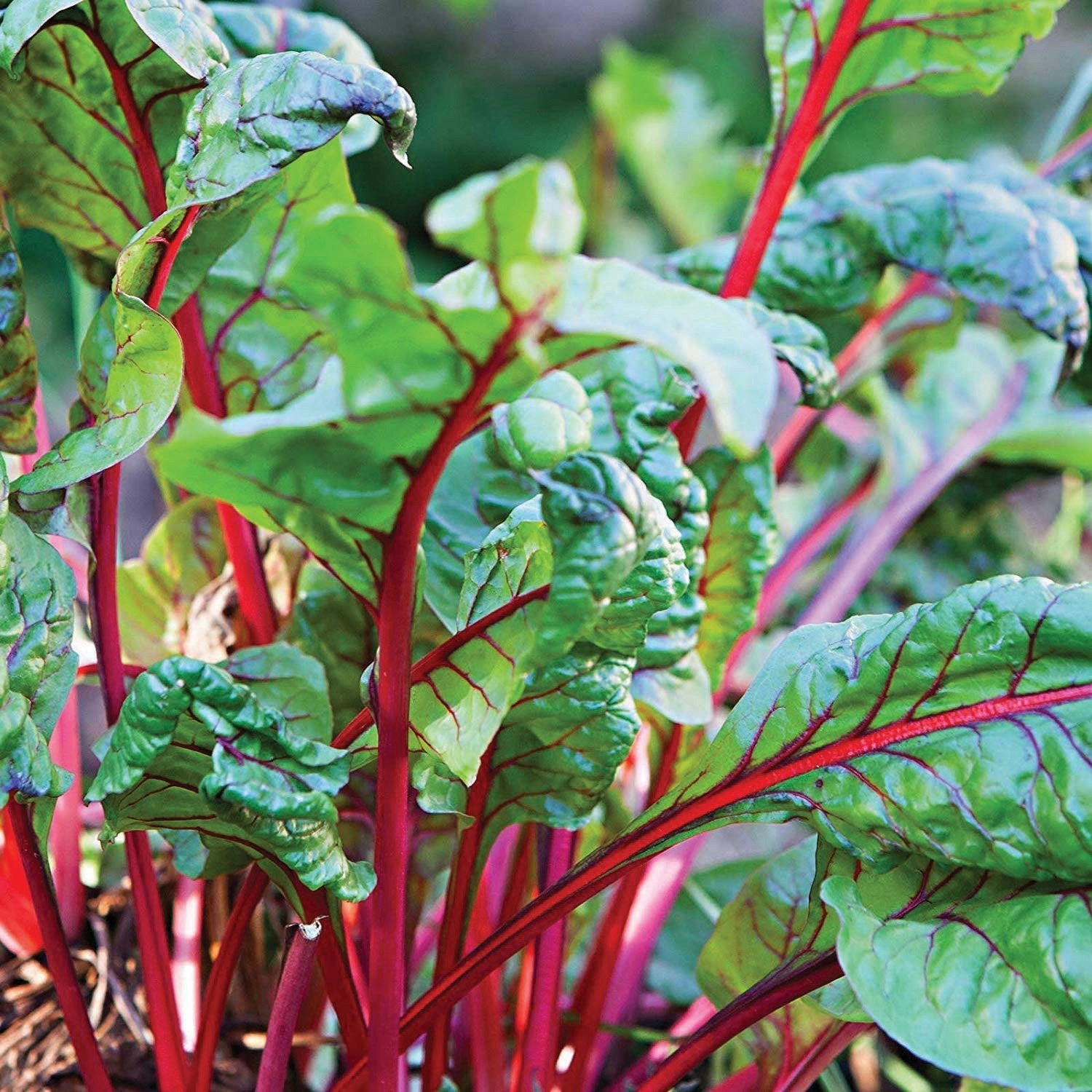 Rhubarb Swiss Chard - Team Grow