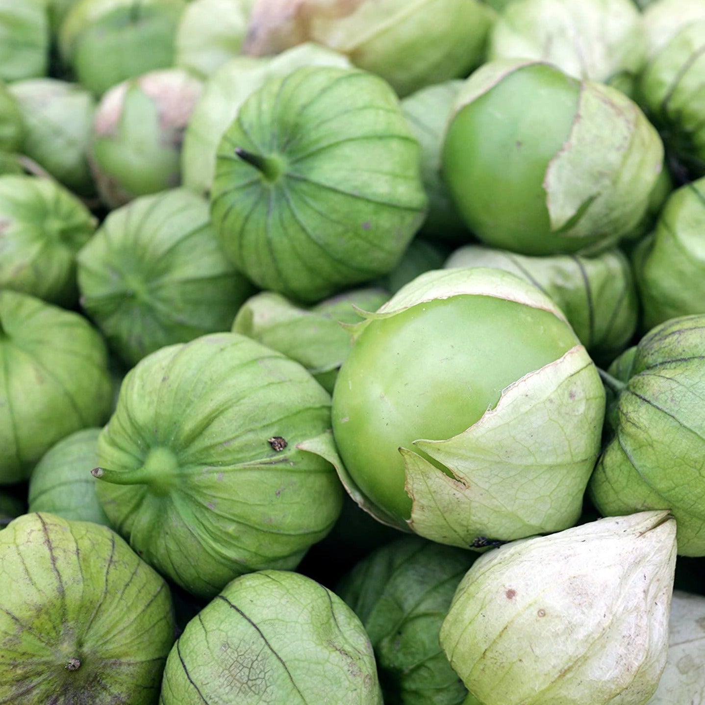 Rio Grande Verde Tomatillo - Team Grow