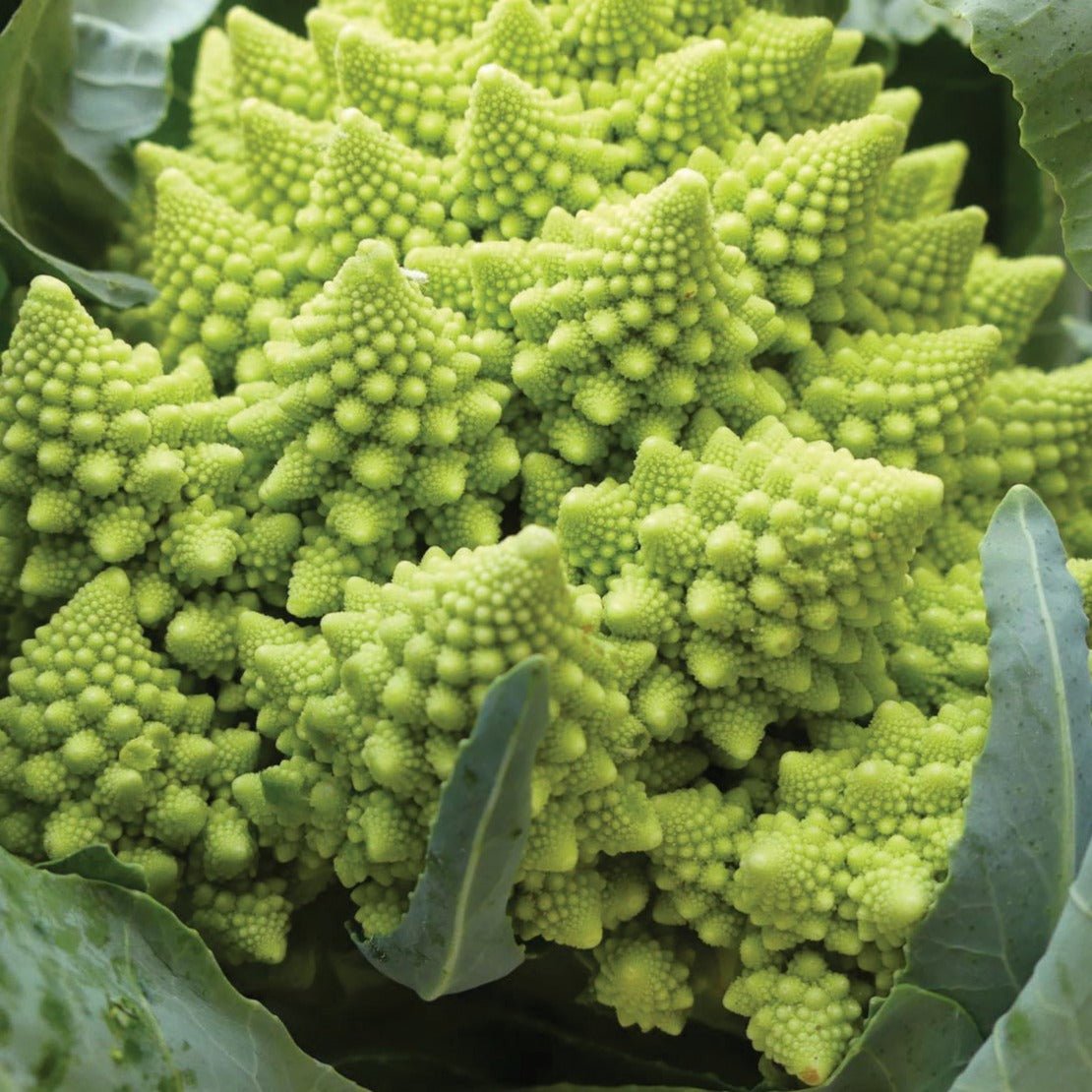 Romanesco Broccoli - Team Grow