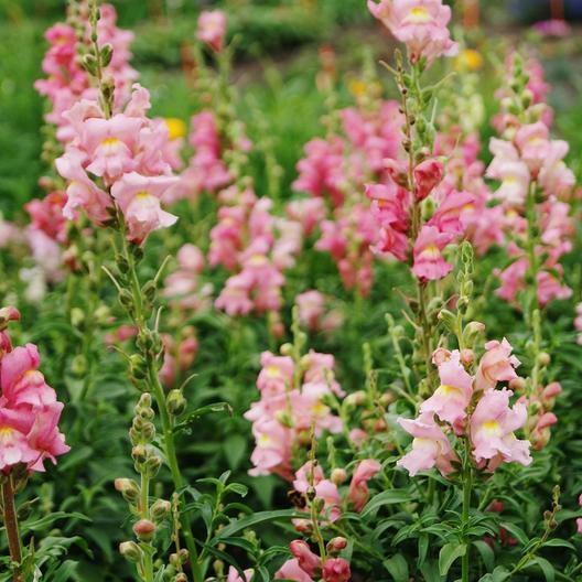Rose Snapdragon - Team Grow