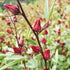 Roselle - Asian Sour Leaf (Hibiscus) - Team Grow