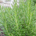 Rosemary - Team Grow