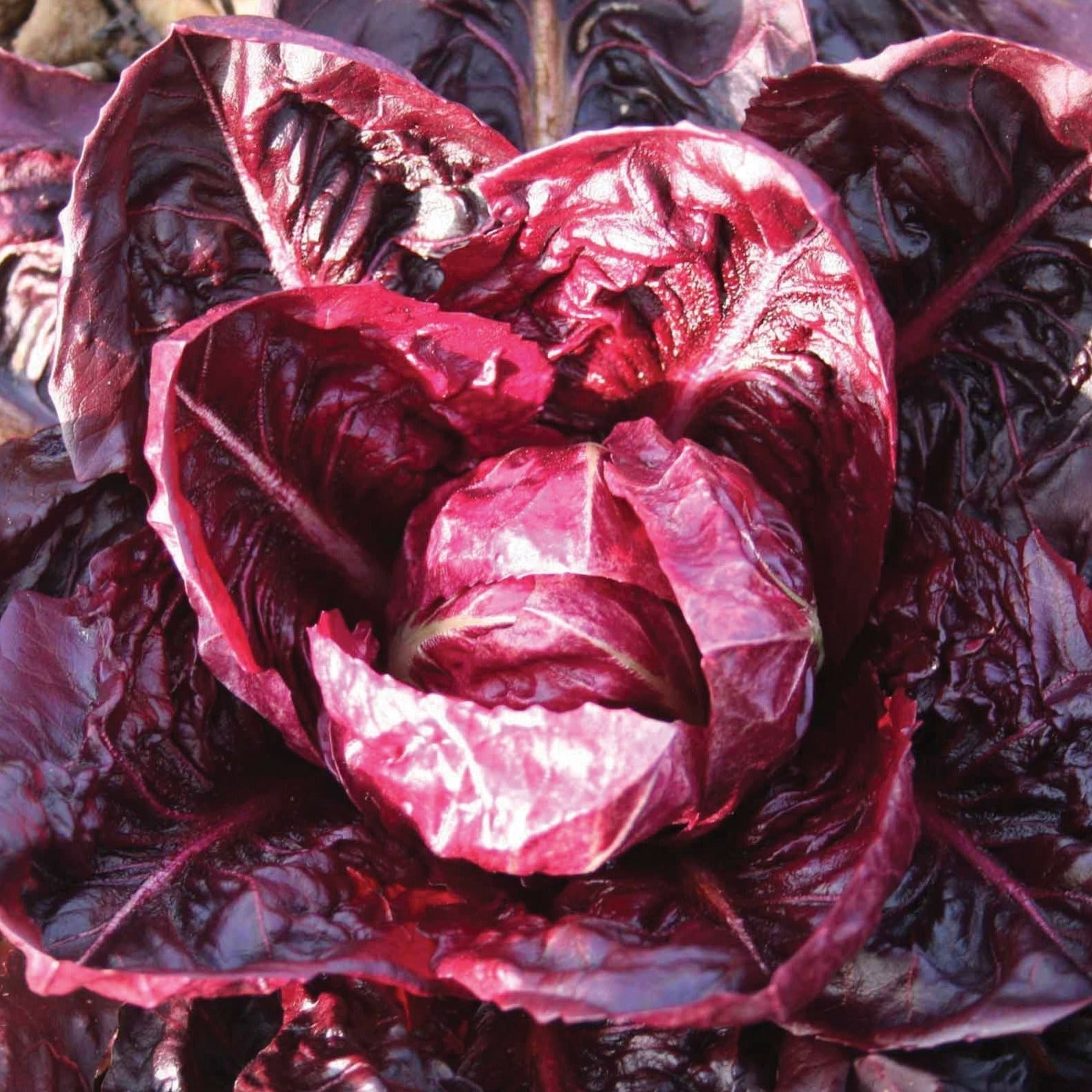 Rouge De Verona Radicchio - Team Grow