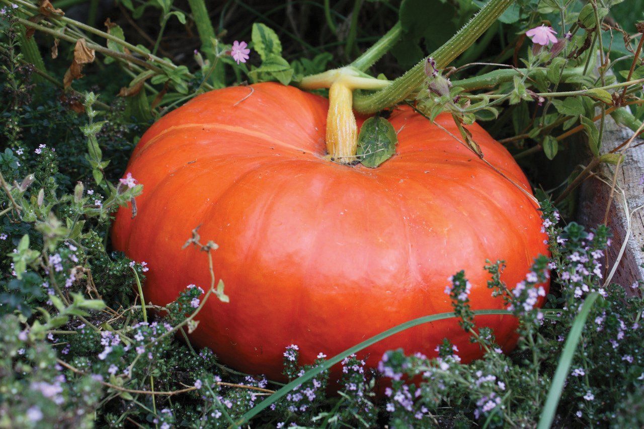 Rouge vif D'Estampes / Cinderella Pumpkin - Team Grow