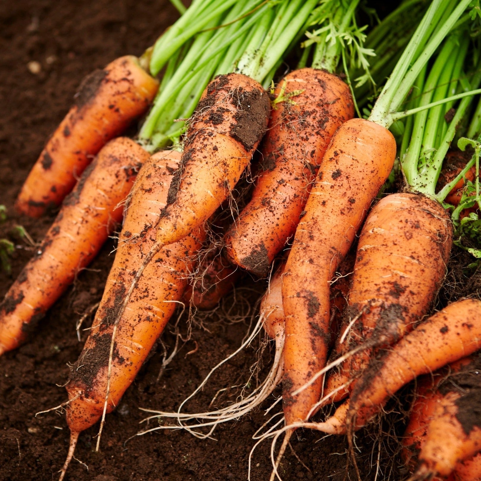 Royal Chantenay Carrot - Team Grow