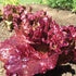 Ruby Red Leaf Lettuce - Team Grow