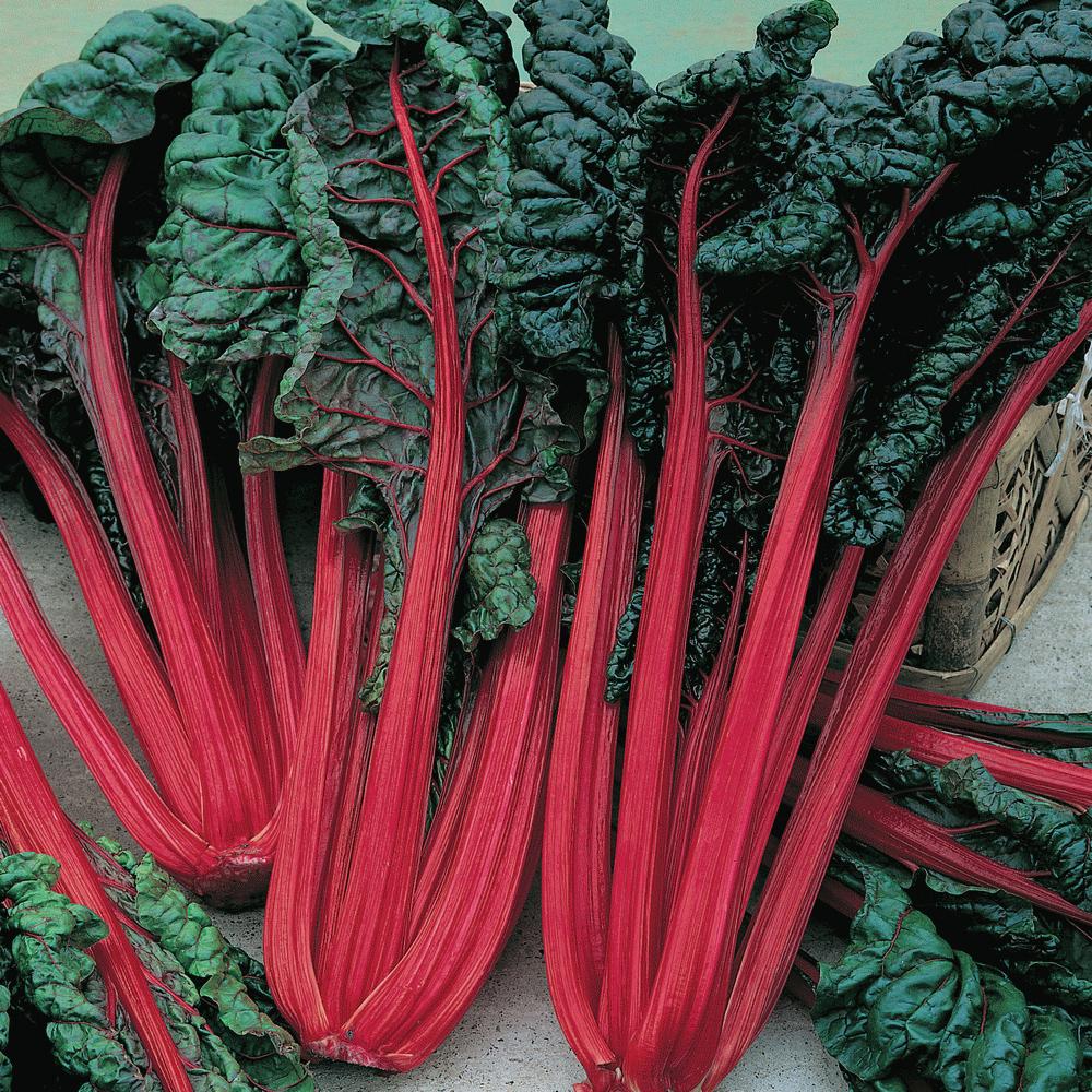 Ruby Red Swiss Chard - Team Grow
