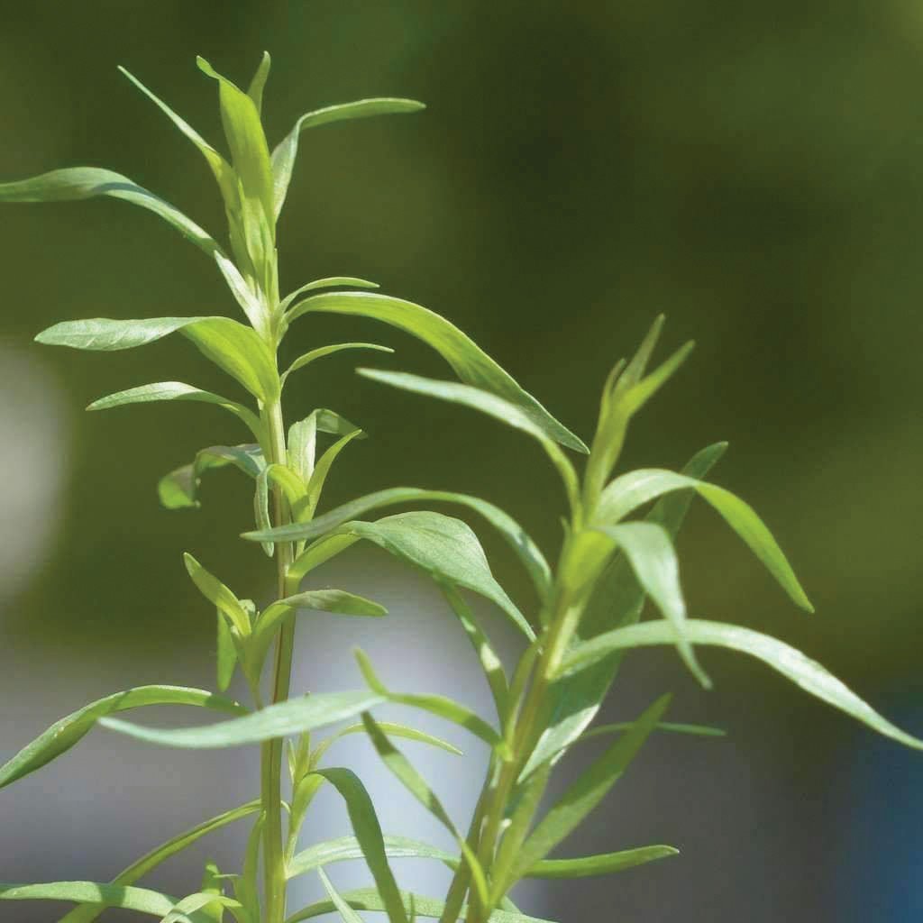 Russian Tarragon - Team Grow