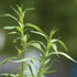 Russian Tarragon - Team Grow