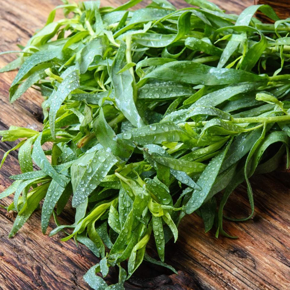 Russian Tarragon - Team Grow