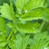 Salad Burnet - Team Grow
