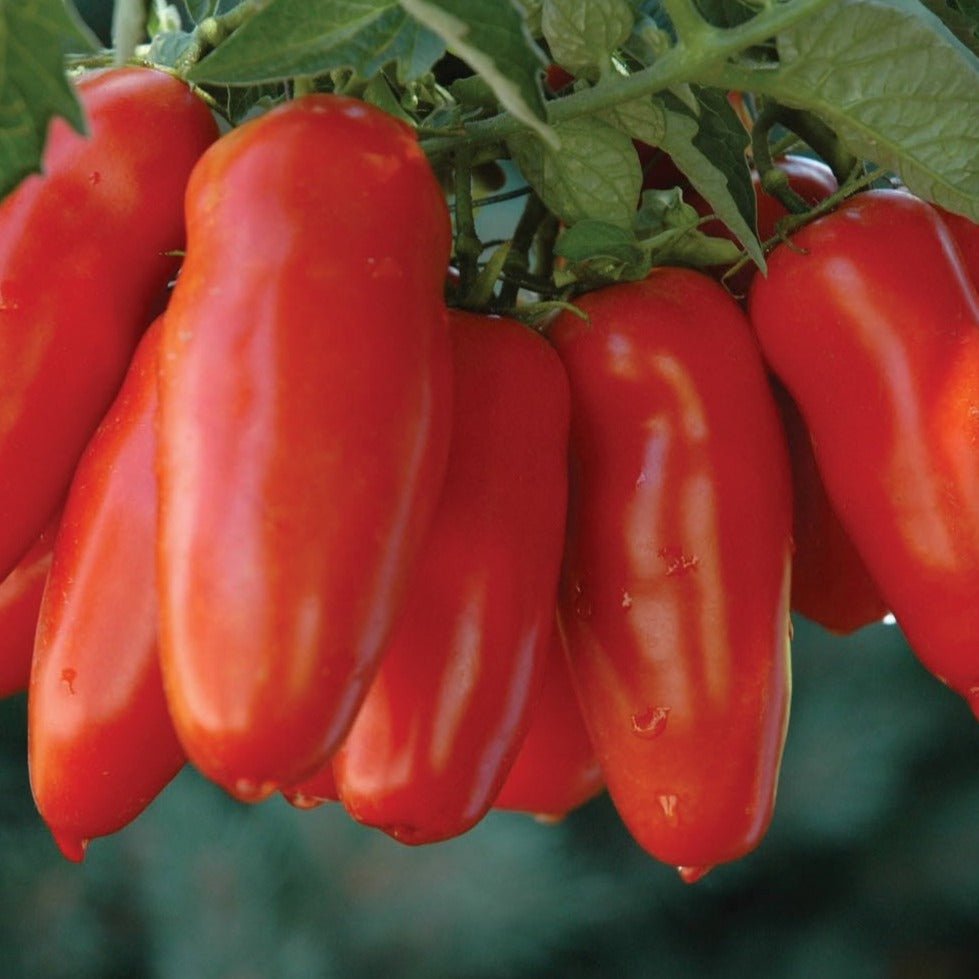 San Marzano Tomato - Team Grow