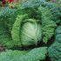 Savoy Perfection Cabbage - Team Grow