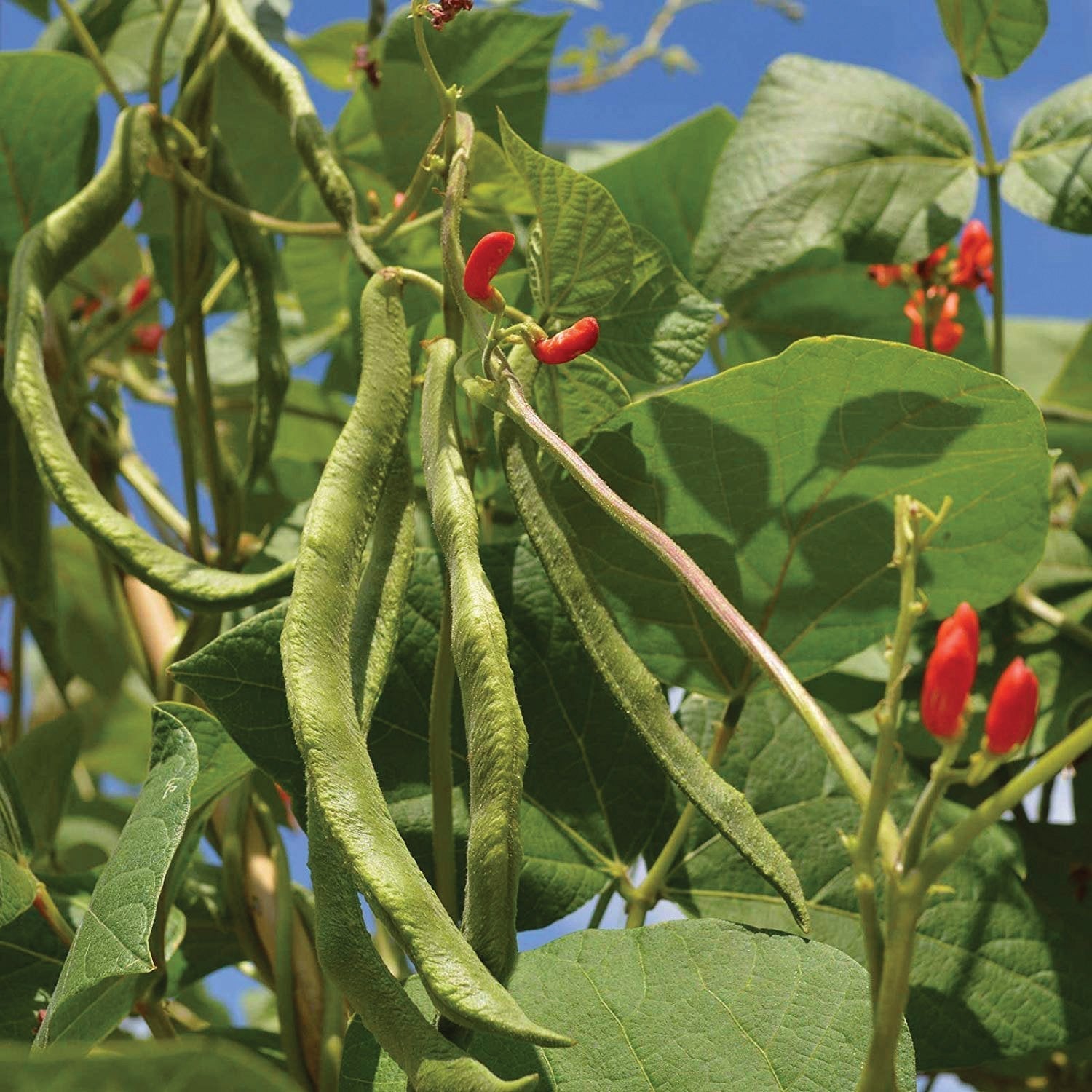 Scarlet Runner Bean (Pole) - Team Grow