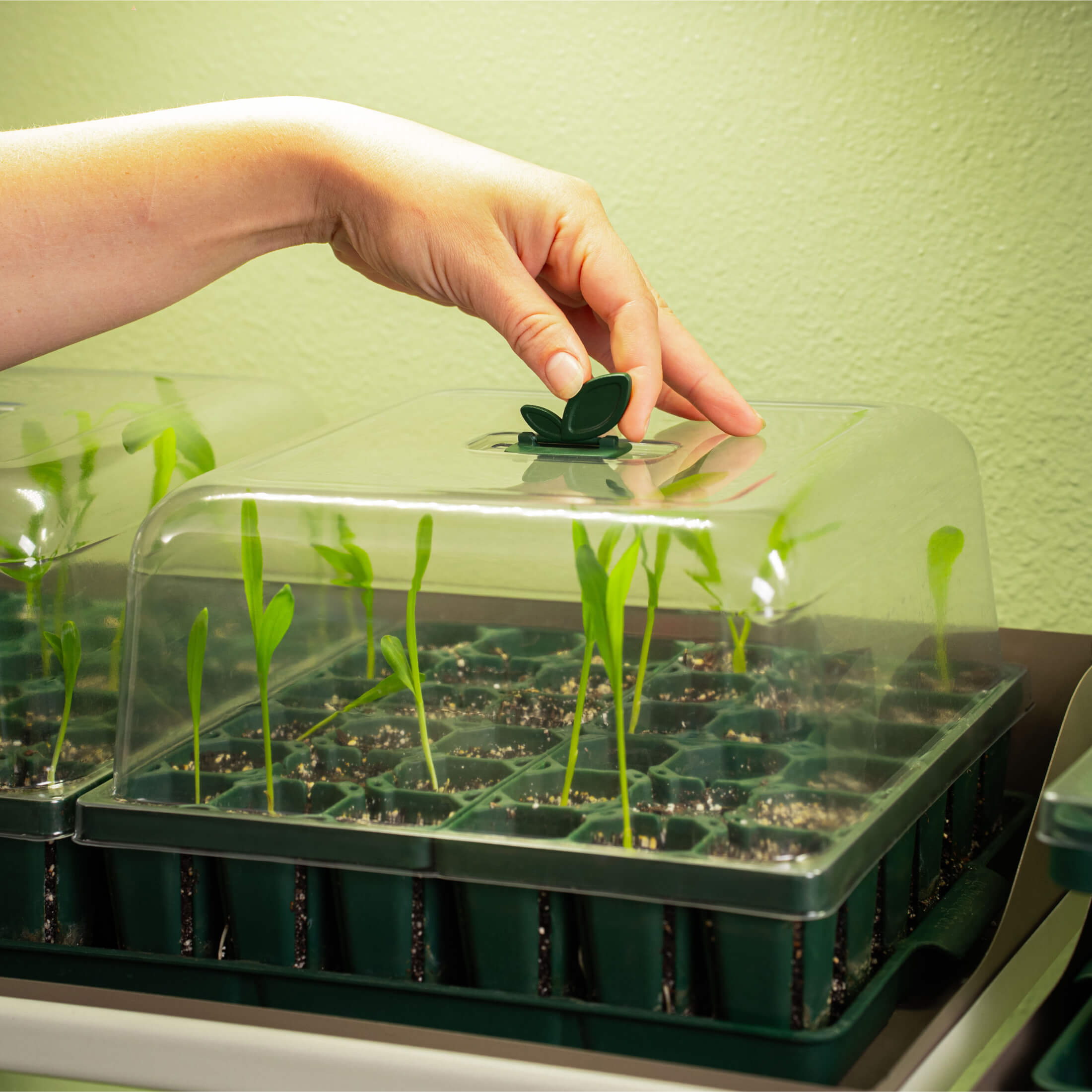 indoor plant dome Seedling Humidity Dome