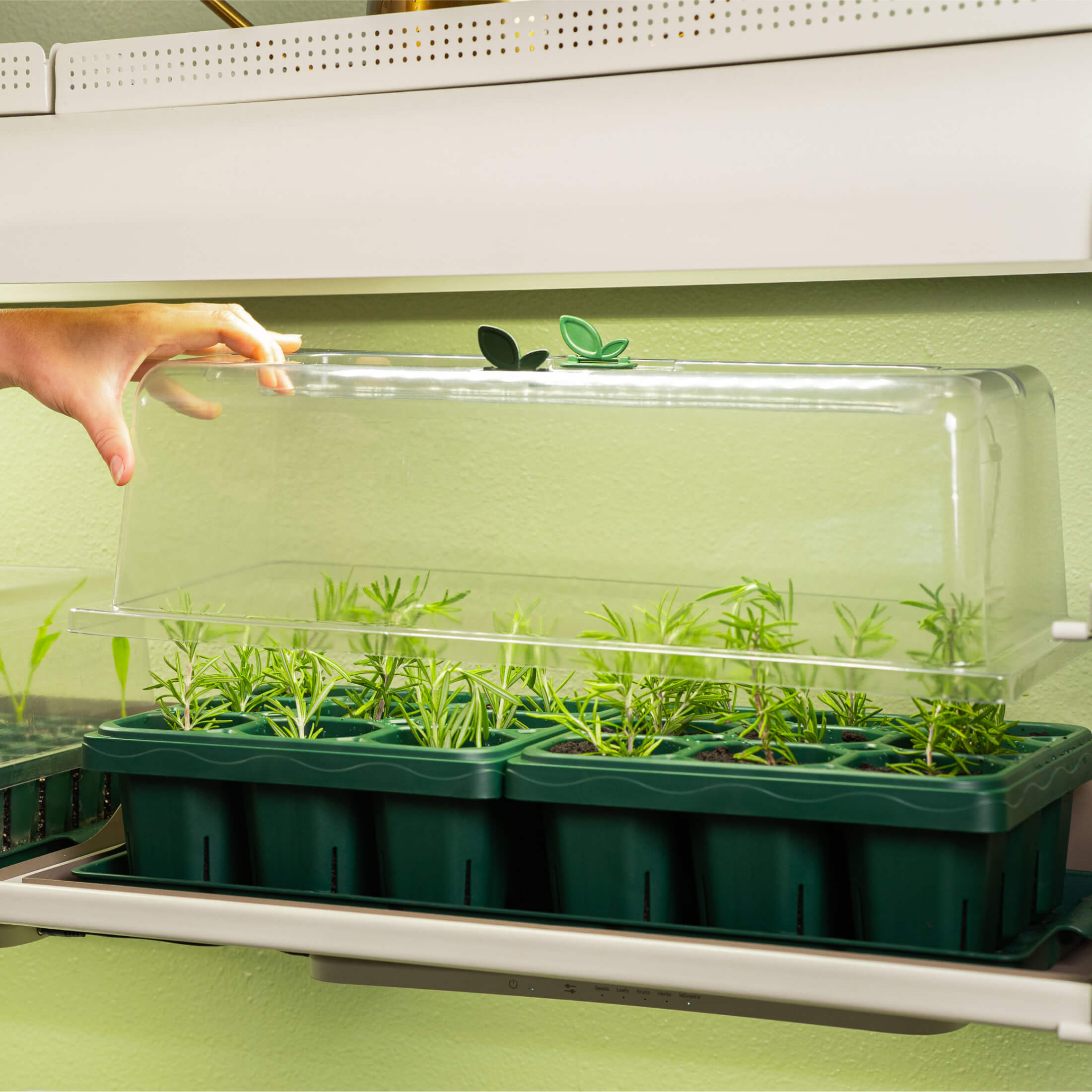 humidity dome for indoor plants Seedling Humidity Dome