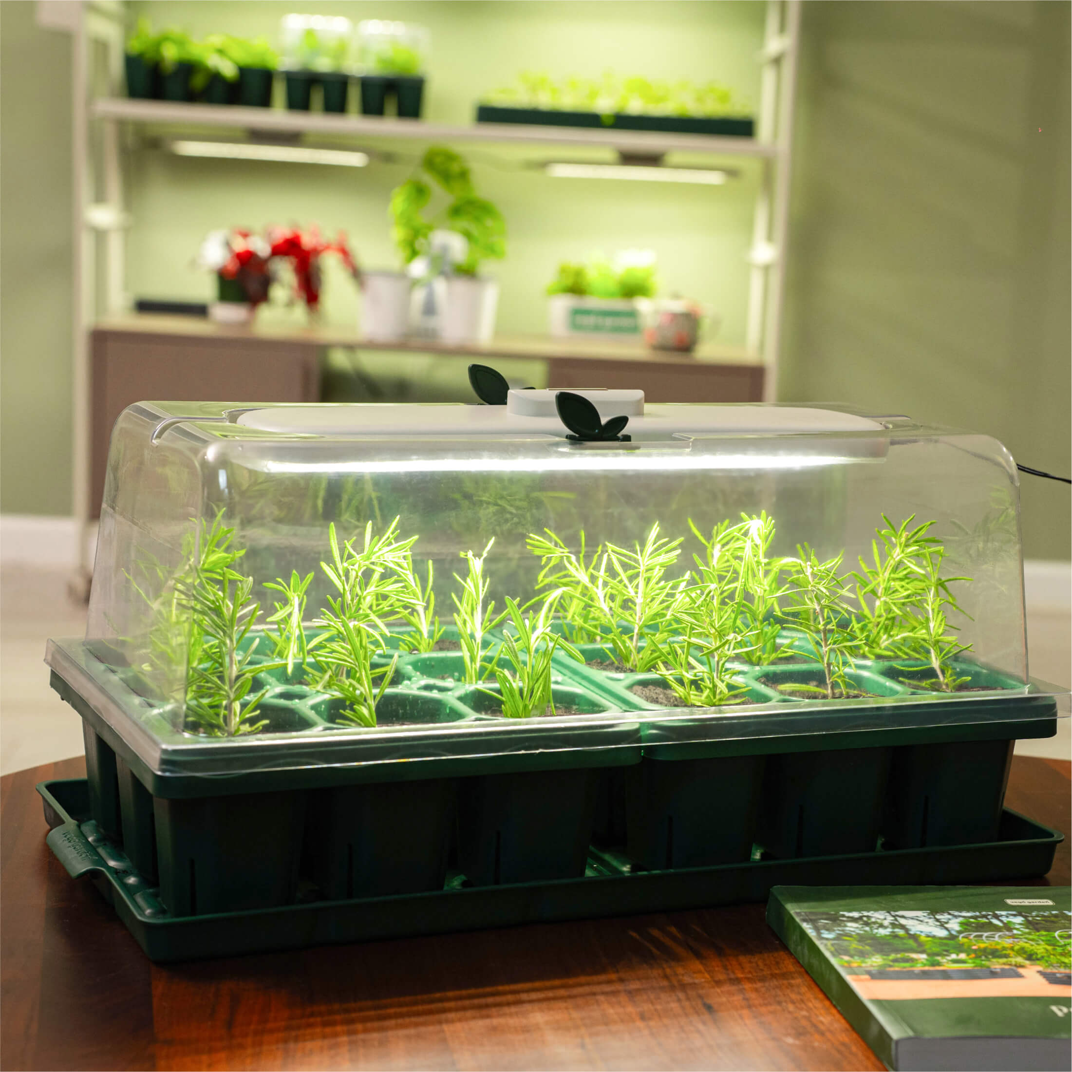 plant pot with humidity dome Seedling Humidity Dome