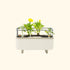 Self - Watering Herb Planter Box with Trellis - Team Grow