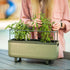 Self - Watering Herb Planter Box with Trellis - Team Grow
