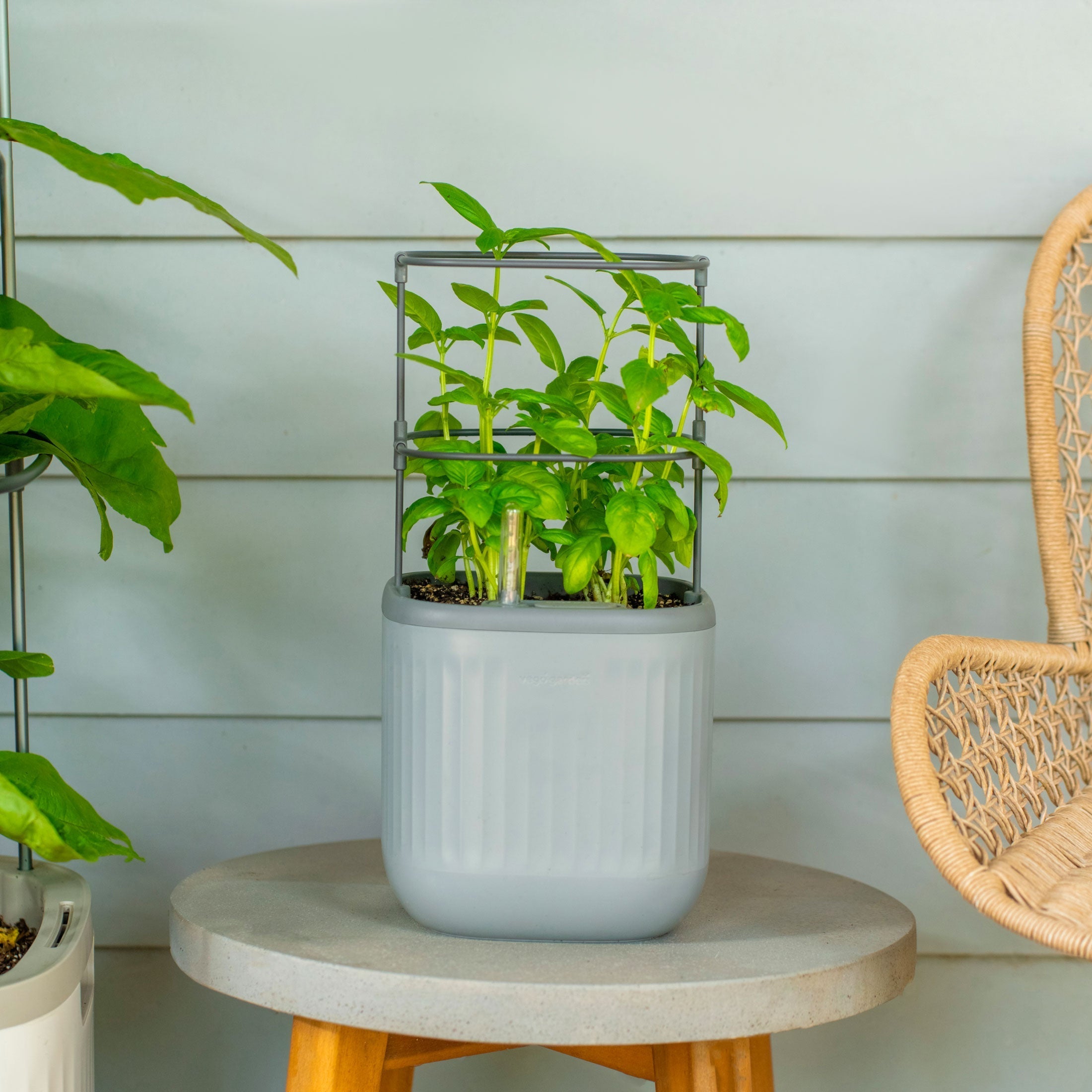 Self - Watering Mini Planter Pot with Trellis - Team Grow