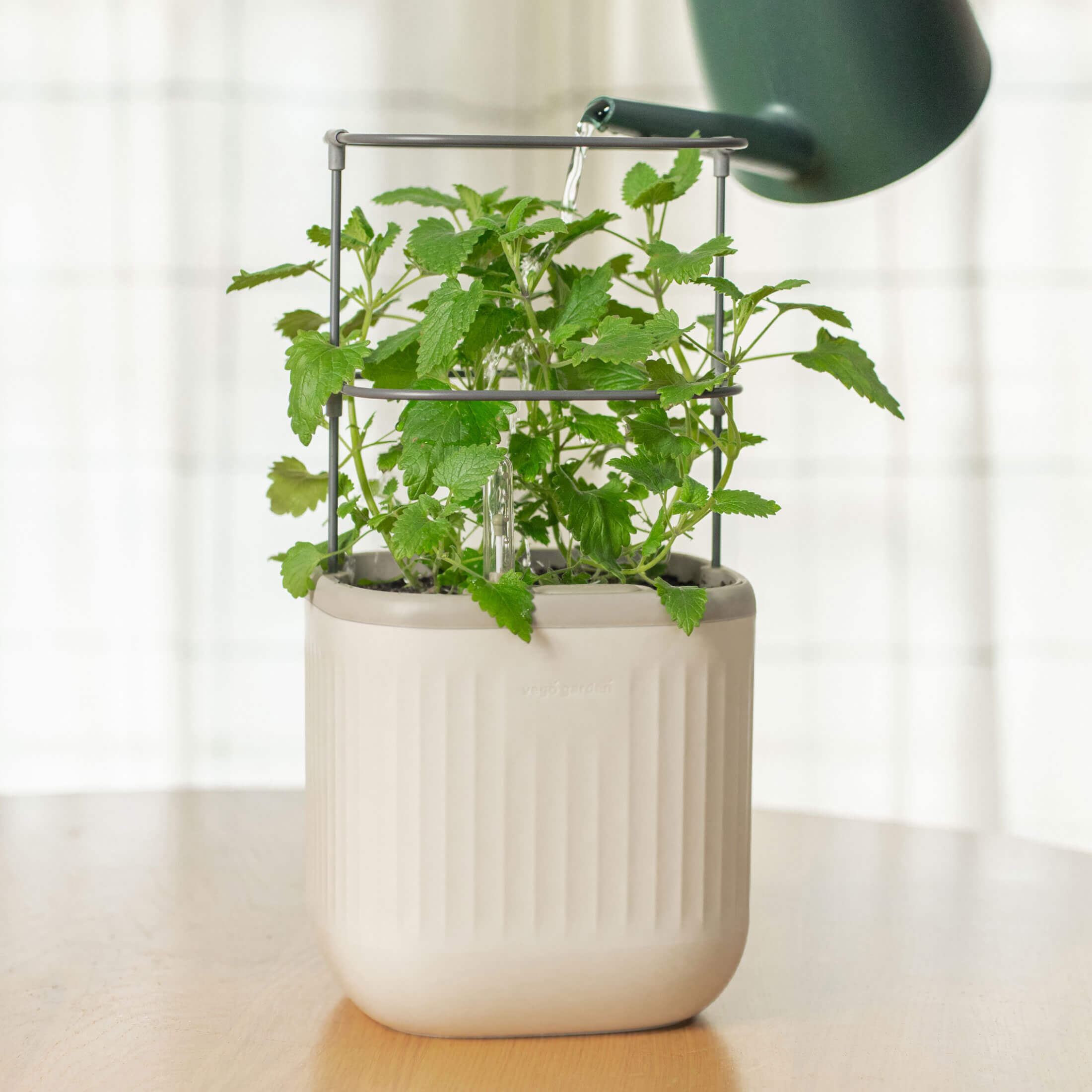 Self - Watering Mini Planter Pot with Trellis - Team Grow