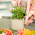Self - Watering Mini Planter Pot with Trellis - Team Grow