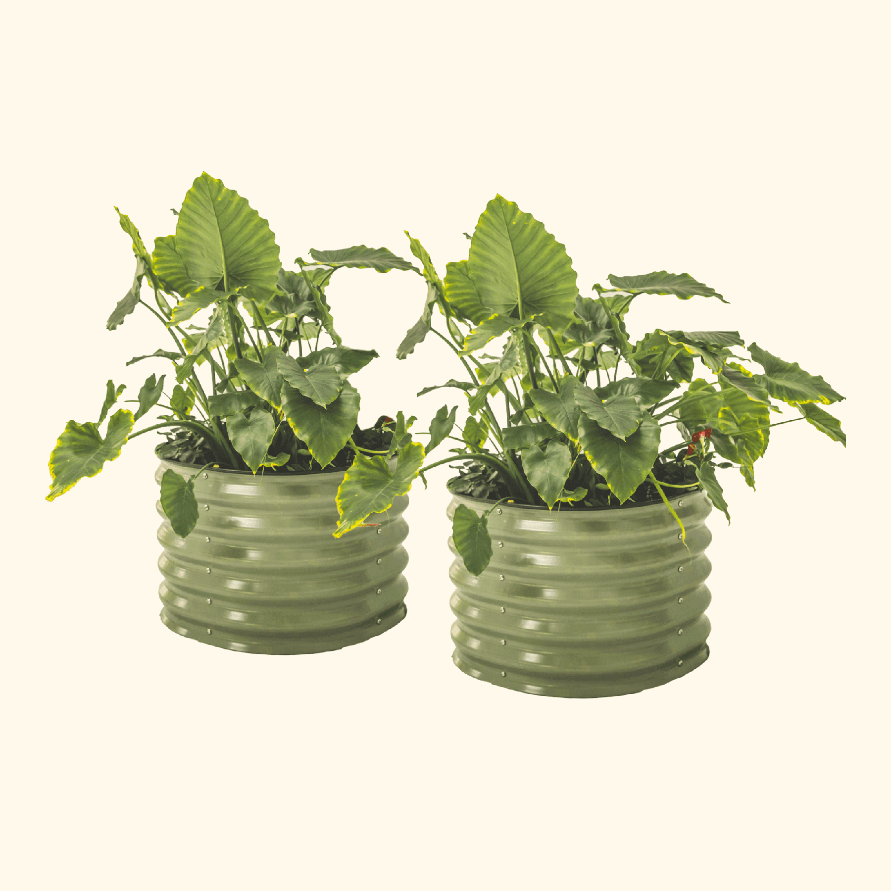 Self - Watering Planter - Twin Pack - Team Grow