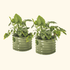 Self - Watering Planter - Twin Pack - Team Grow