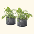 Self - Watering Planter - Twin Pack - Team Grow