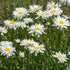 Shasta Daisy - Alaska - Team Grow
