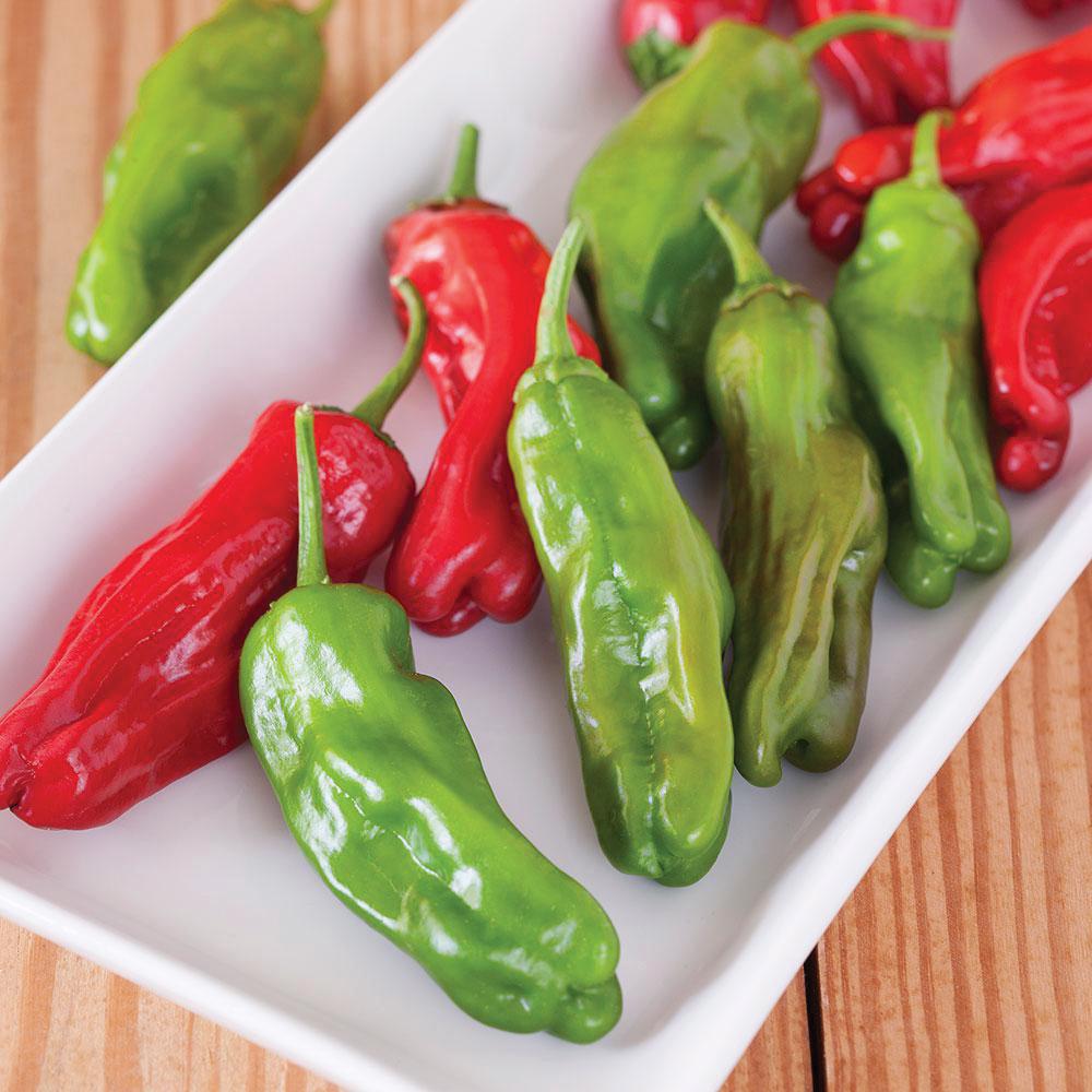 Shishito Pepper - Team Grow