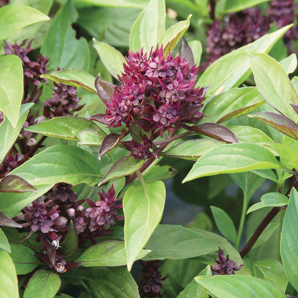 Siam Queen Basil - Team Grow