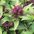 Siam Queen Basil - Team Grow