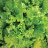 Slobolt Lettuce - Team Grow