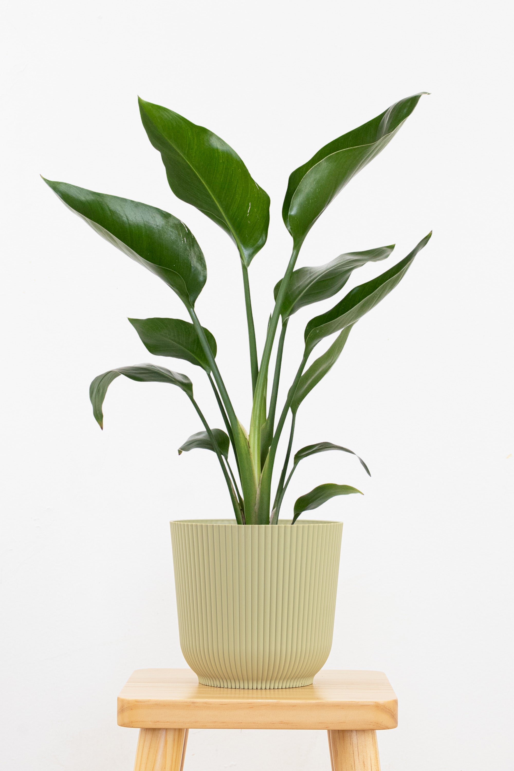 large indoor plants bird of paradise White Bird of Paradise – Team Grow