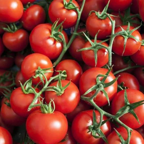 Small Red Cherry Tomato – Team Grow